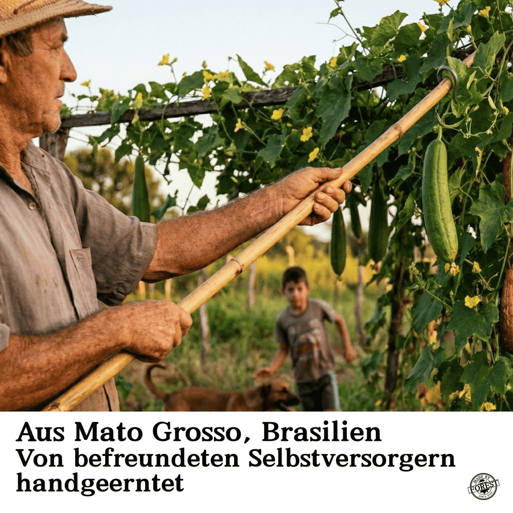Natürlicher Luffa-Schwamm aus dem Amazonas (Mato Grosso)