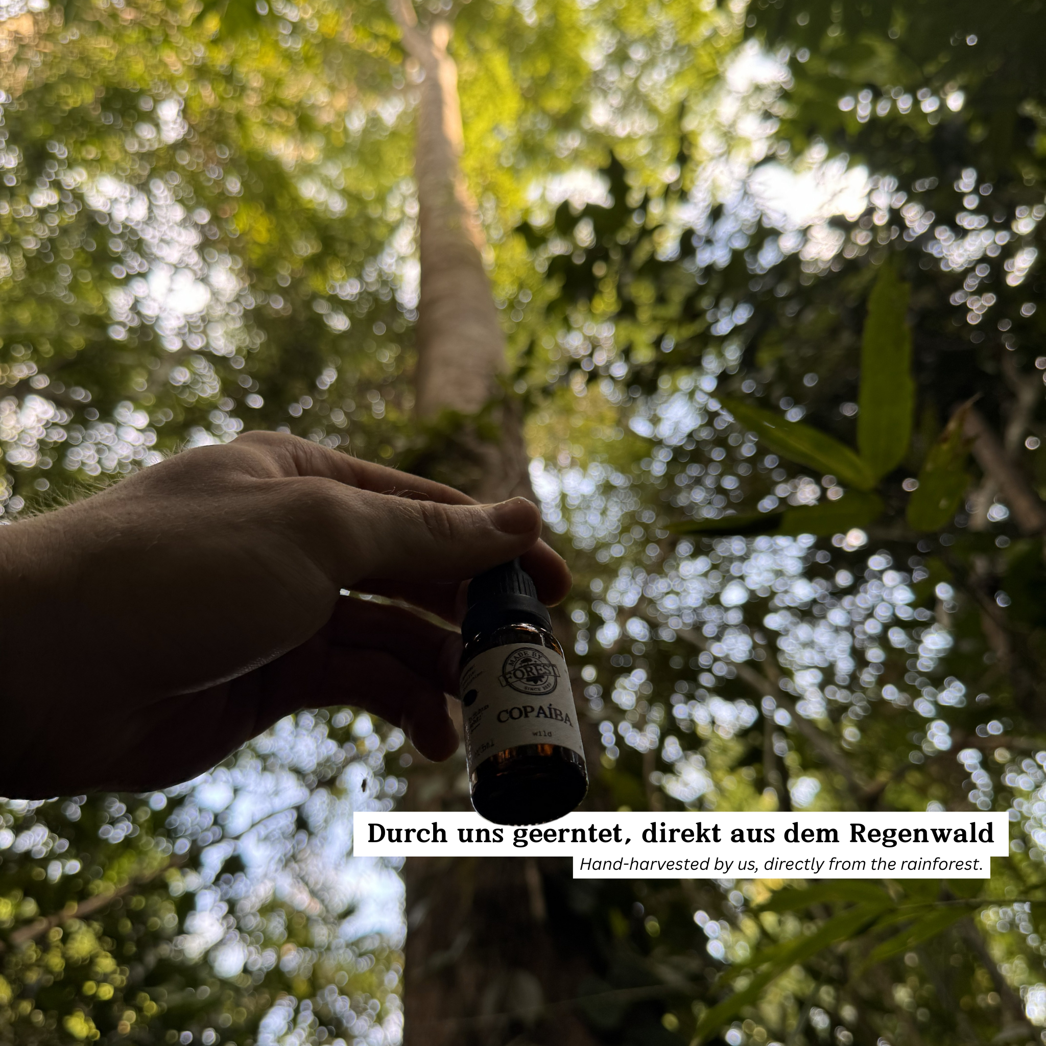 Copaíba Öl direkt aus dem Regenwald - Amazonas, Brasilien