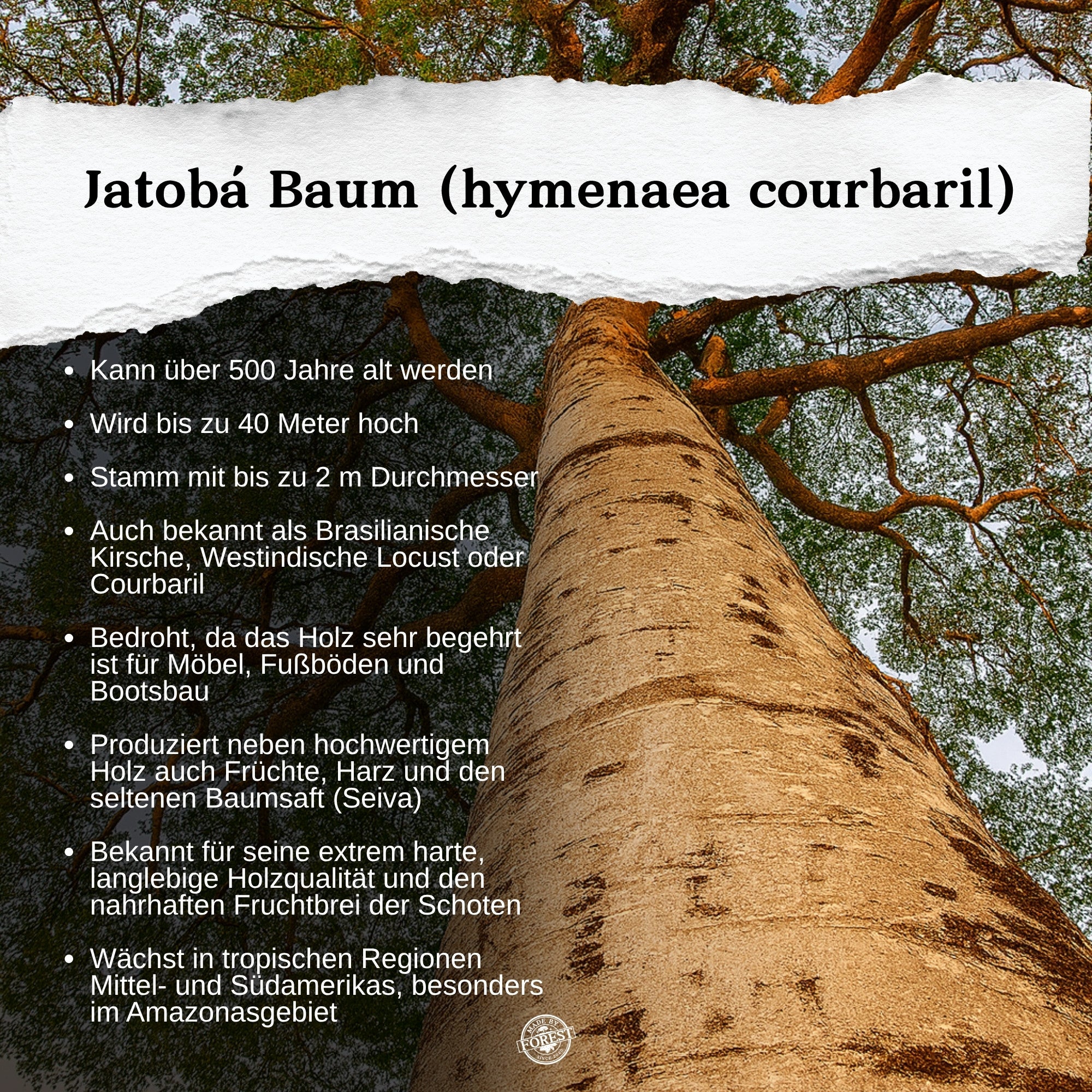 Jatobá Baumsaft - Copal Baumwasser - Hymenea Coubaril Sap - Aus dem brasilianischen Amazonas