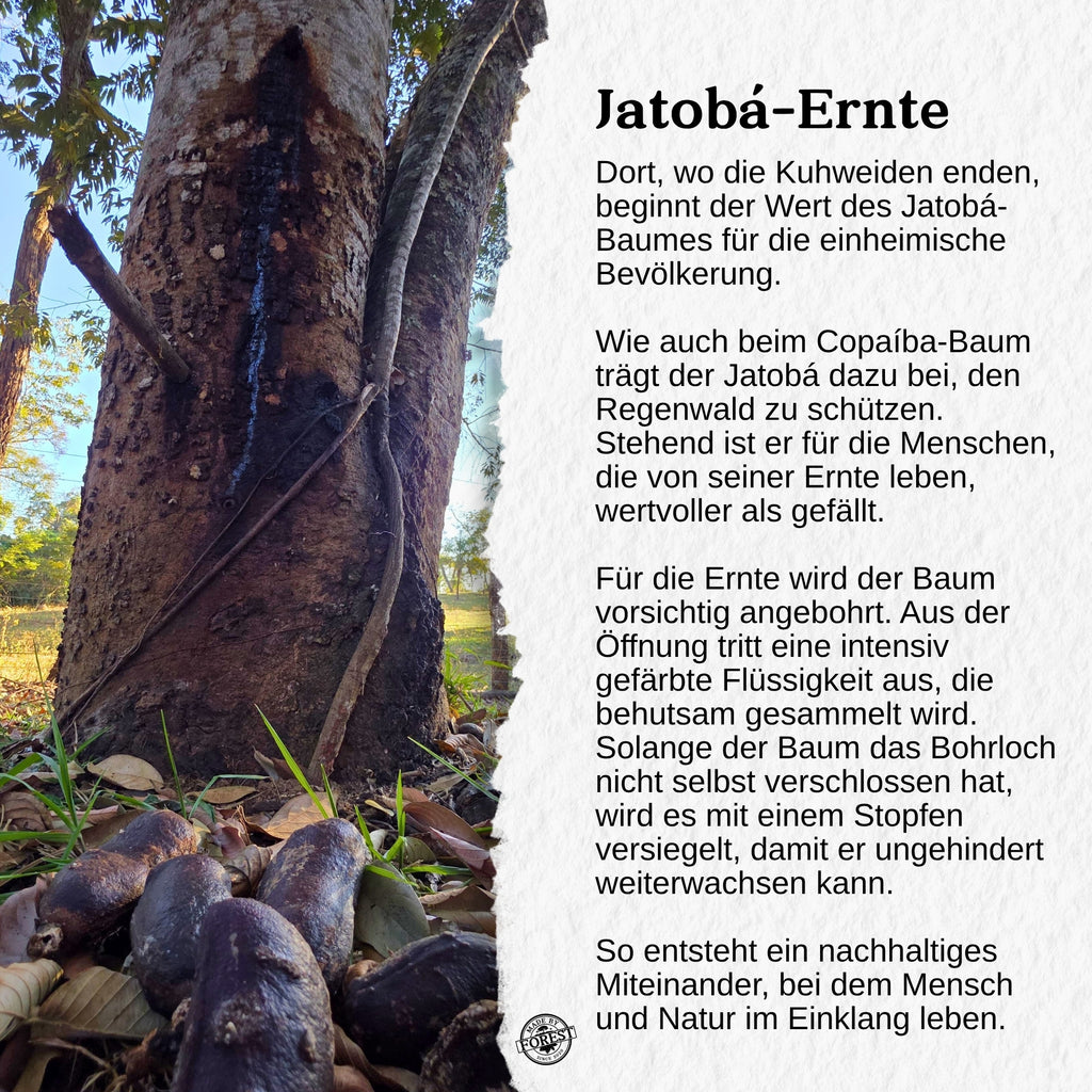 Jatobá Baumsaft - Copal Baumwasser - Hymenea Coubaril Sap - Aus dem brasilianischen Amazonas