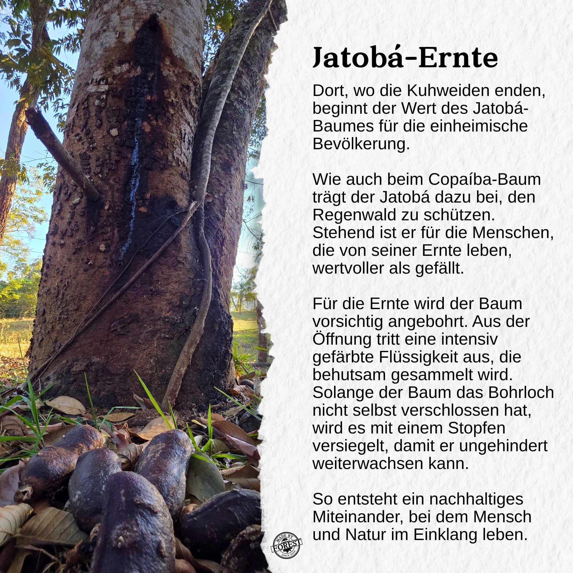 Jatobá Baumsaft - Copal Baumwasser - Hymenea Coubaril Sap - Aus dem brasilianischen Amazonas