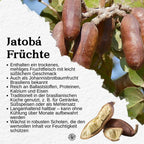 Jatobá Baumsaft - Copal Baumwasser - Hymenea Coubaril Sap - Aus dem brasilianischen Amazonas