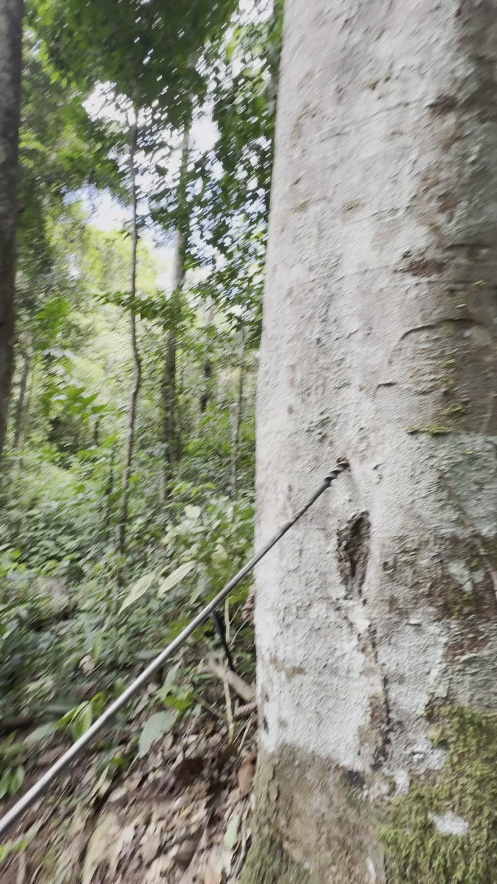 Copaíba Öl direkt aus dem Regenwald - Amazonas, Brasilien