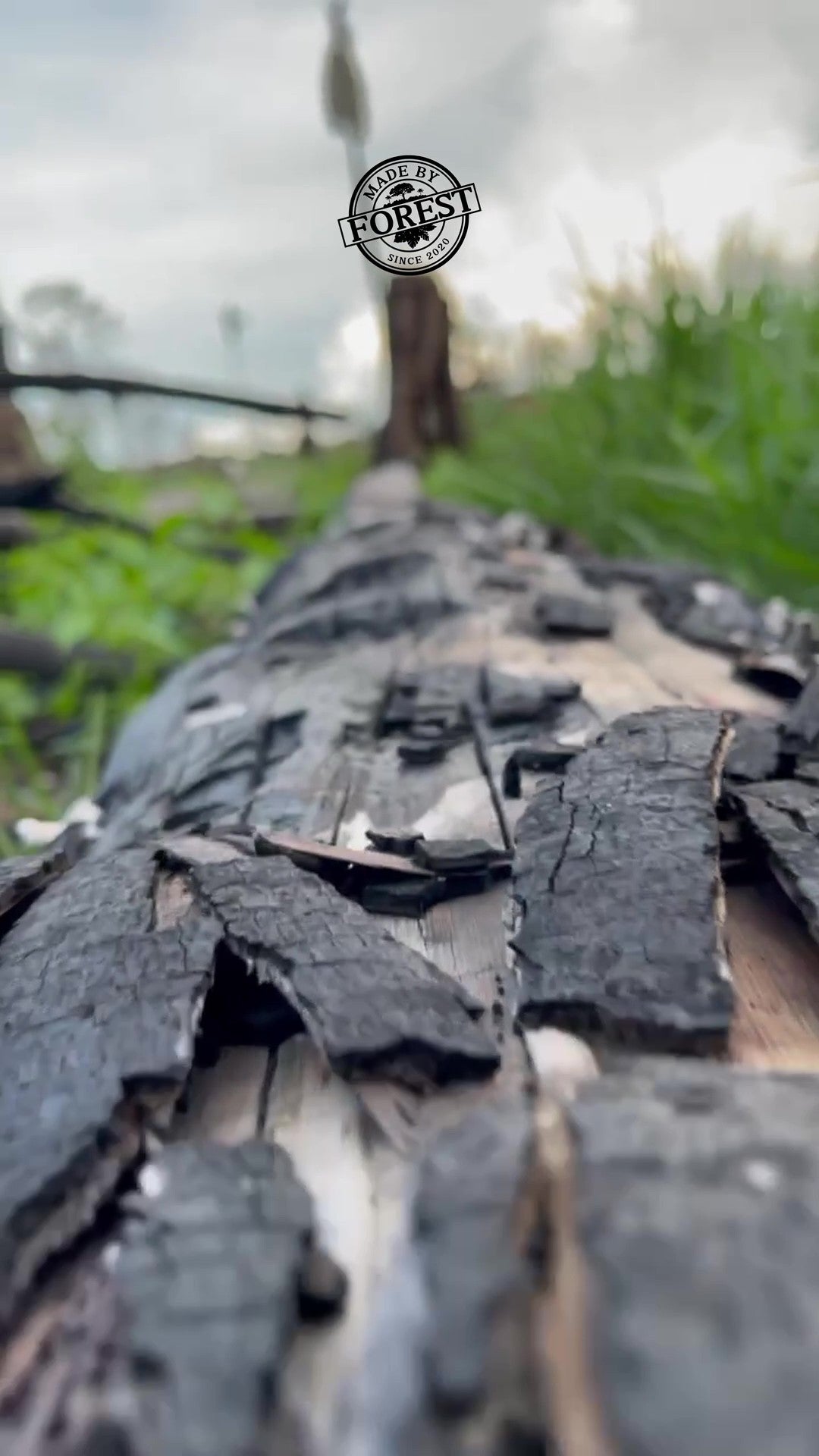 Video von Made By Forest über den Regenwald